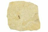 Fossil Ant (Formicidae) - Cereste, France #256058-1